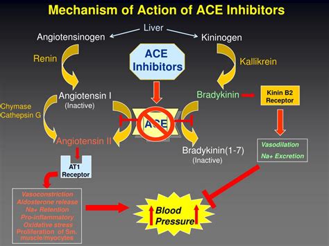inhibitors mechanism vasoconstriction peptides