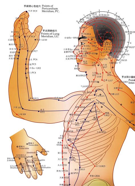 acupuncture chart medicine alternative stock channels editorial skin overview needles torso complementary