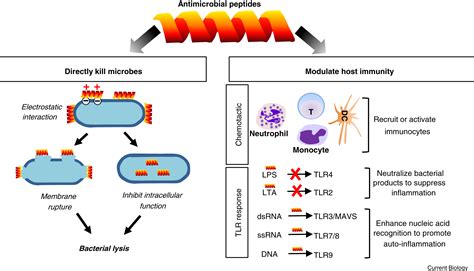antimicrobial peptides cell biology res hi function figure
