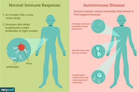 autoimmune immune causes infection diagnosis verywell response itself inflammation roberts