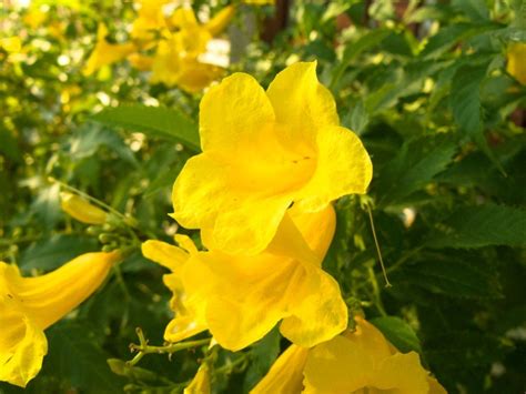 claw flor cats garra gatto artiglio videira giallo gatti vite gato amarilla