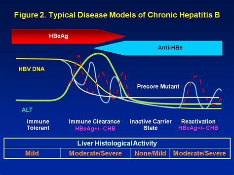 hepatitis chronic immune phase clearance hbeag positive infection stages tolerant diagnosed reactive hepb looked last