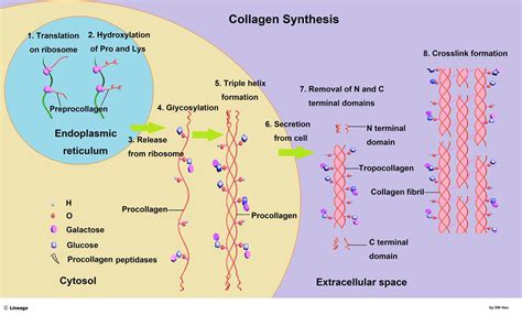 collagen synthesis biochemistry formation structure chain medbullets step fibroblasts