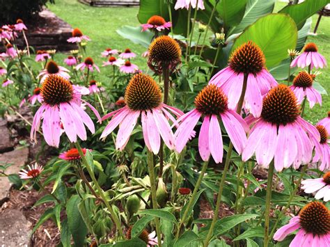 echinacea purple coneflowers coneflower plant garden growing care ree lacy eyeem getty