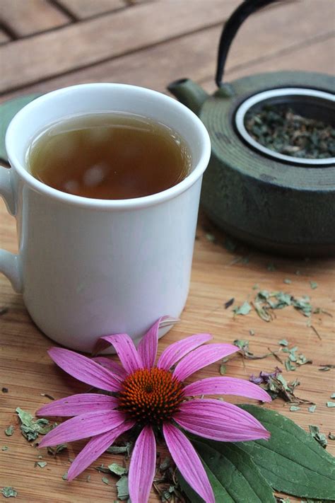 echinacea sinuses blends