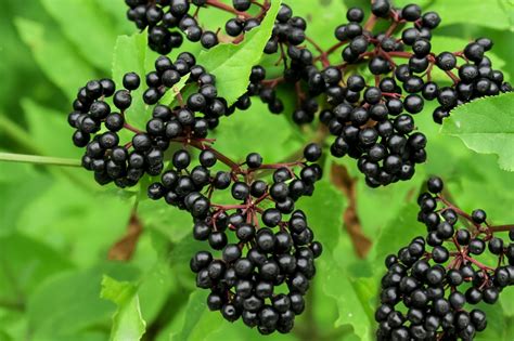 elderberry growing elderberries tree herb harvesting using