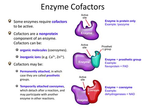 enzyme cofactors enzymes example site active protein