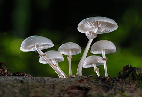 fungi mushrooms characteristics function plantsnap