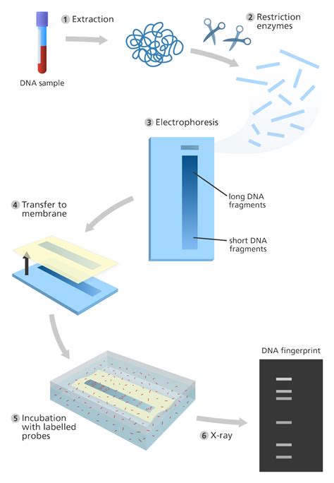 dna profiling fingerprinting