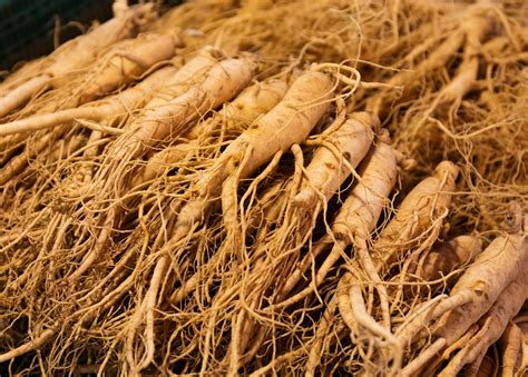 ginseng britannica