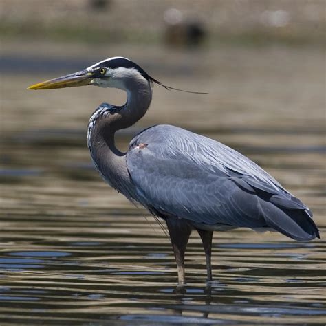 heron herons garza audubon starc ardea herodias flying bibliografie