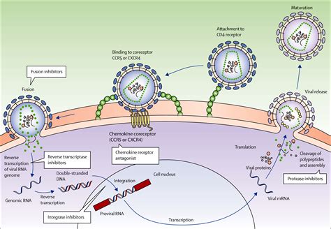 hiv aids immune acquired infections syndrome pathogenesis infection treatment opportunistic hi deficiency figure pathophysiology cycle etiology lancet epidemiology action prevention