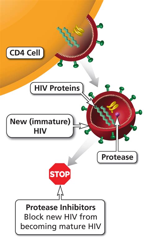 protease hiv inhibitors inhibitor pis farmaco nih treatment rompe inibitore covidoggi