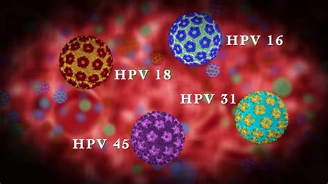 hpv papillomavirus human treatment std infection symptoms men warts women stds genital transmitted