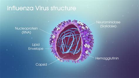 virus flu influenza structure vaccine rna scientific pathophysiology fails detailed next
