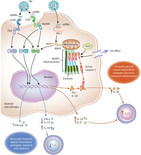 influenza virus infection innate immunity journals immunology network pediatrics journal jamanetwork large