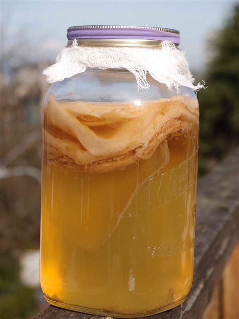 kombucha scoby mushroom doo htv foraging huntress