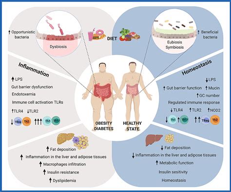 gut microbiota modulation polyphenol prebiotics mediated diet nutrition frontiersin frontiers
