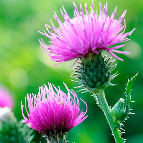 thistle milk benefits liver detox glutathione boost health milkthistle figure herb