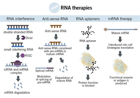 rna therapeutics mrna interference diagnostics