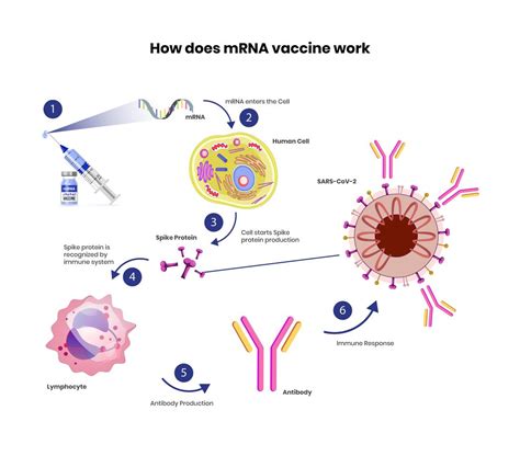mrna vaccines vaccine
