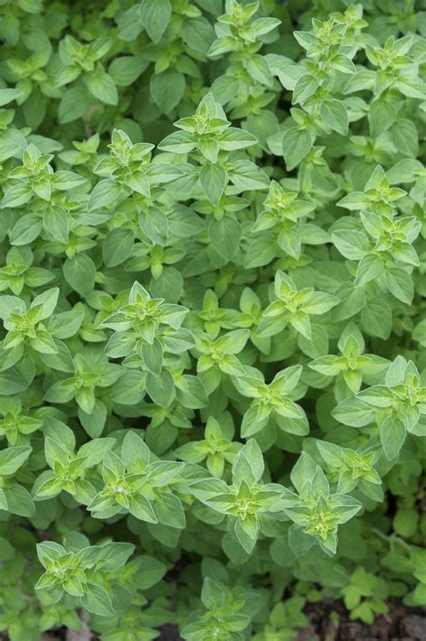 oregano herb apartmenttherapy thekitchn orégano jayme henderson herbs marjoram