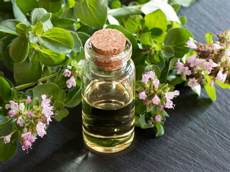 oregano oil essential oils