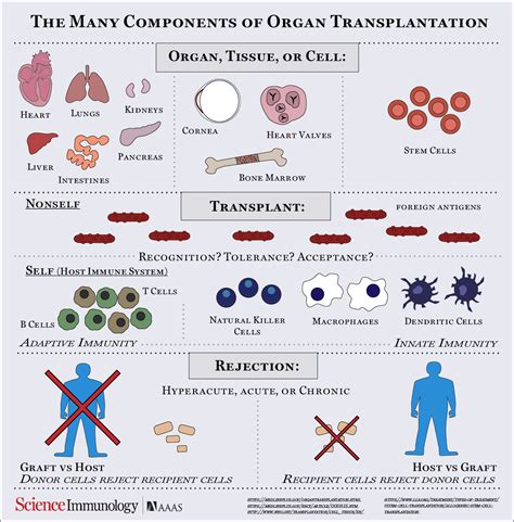 rejection organ graft transplant transplantation immune rigetto uncover rejections hypersensitivity fos