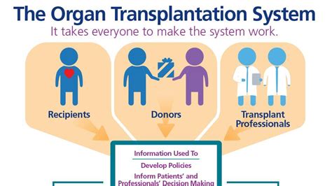 transplantation organ infographic donation donor trasplante organdonor overview órganos