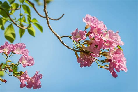 pau herbs darco vigor