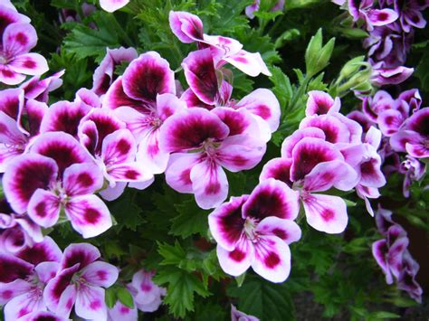 pelargonium care plants grow flowers worldoffloweringplants