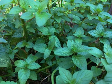 peppermint growing herbs useful youmakeitsimple