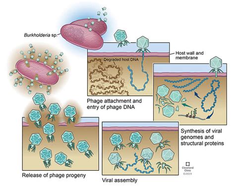 phage therapy bacteriophage structure bacterial life