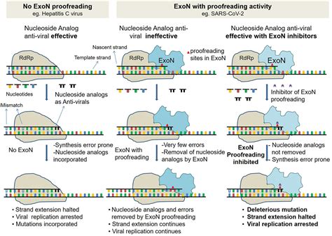 proofreading exonuclease replication cov sars inhibitors polymerase rna frontiersin viruses microbiology frontiers fmicb