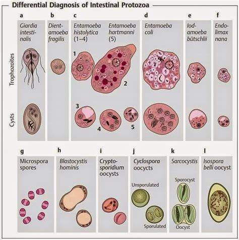 intestinal protozoan medical laboratory infections overview science biomedical merck clinical protozoans cause manual source