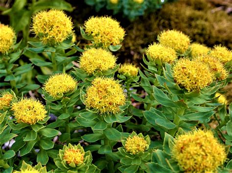 rhodiola rosea organic root cut benefits contents healthjade certificate
