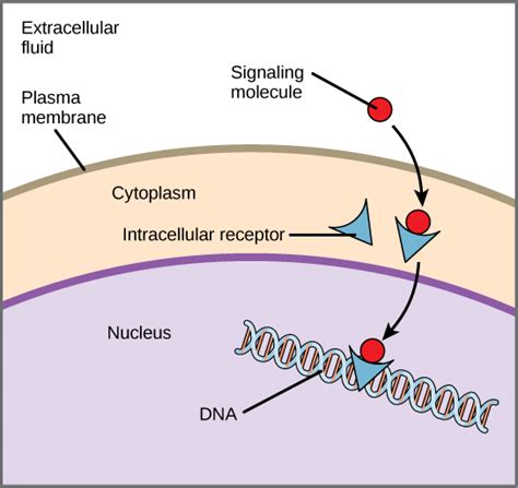 receptors signaling molecules intracellular membrane biology hydrophobic cellular plasma cytoplasm diffuse types gene transcription expression nucleus dna interact sites