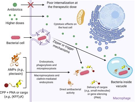antimicrobial peptides intracellular penetrating bacteria bacterial infections infection cellular treating