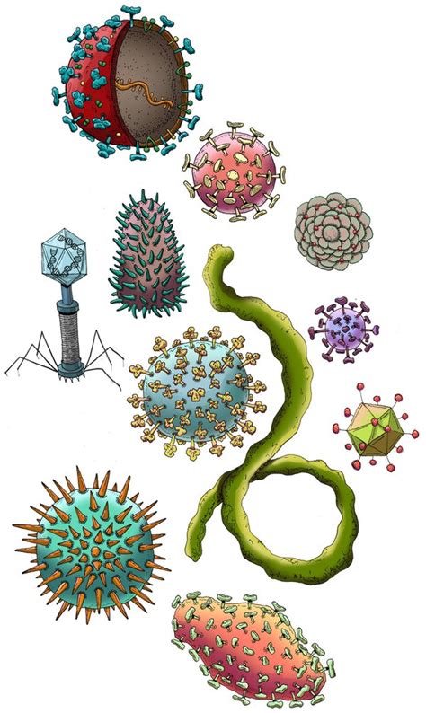 virus viruses types covid kind caltech coronavirus science web credit