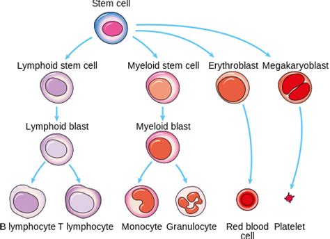 blood cells diagram made showing producing matters reading recipe why cancer