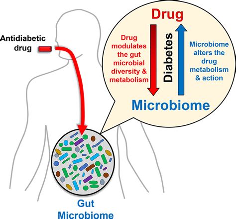 microbiome diabetics graphical interactions directional