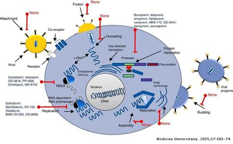 antiviral drugs acyclovir agents viral acting hepatitis contra elsevier
