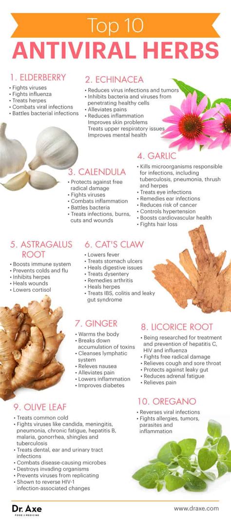 herbs antiviral immune system boost fight virus infection top herpes natural health remedies medicine infections diet viruses body control axe