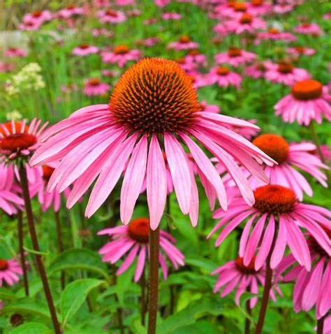 echinaceea echinacea copiilor imunitatea antibiotic sustine ceaiul immune healer antiviral stimulant inflammation