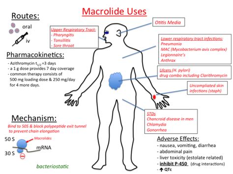 antibiotics macrolides macrolide azithromycin misuse consequences clarithromycin zithromax erythromycin antibiotic pharmacology macrolidos