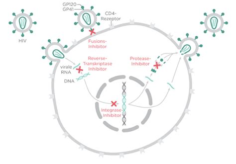 antiviral drugs virus viral agents agent immune system interfere some acid synthesis nucleic regulation