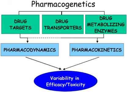 gene therapy pharmacogenetics pharmacokinetics