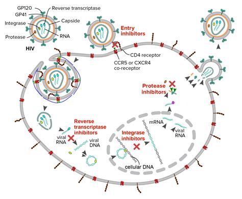 hiv drugs mechanism lecturio antiretroviral schematic