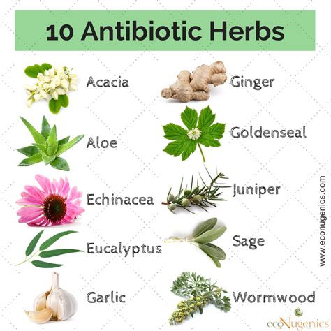 antibiotic herbs antibiotics medicinal bacteria