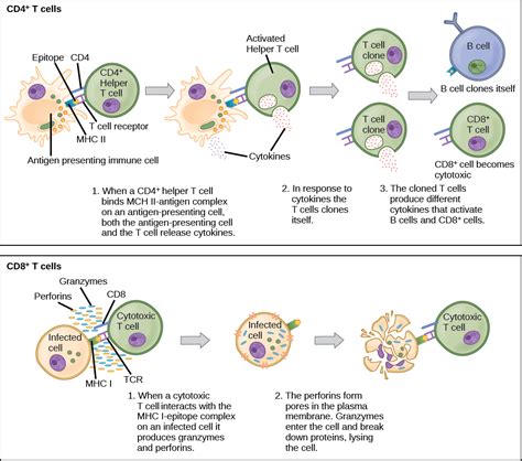 cd4 helper cd8 cytotoxic immune difference antigen adaptive mhc molecules activation lymphocytes activated infected apcs sel bind antigens activate extracellular